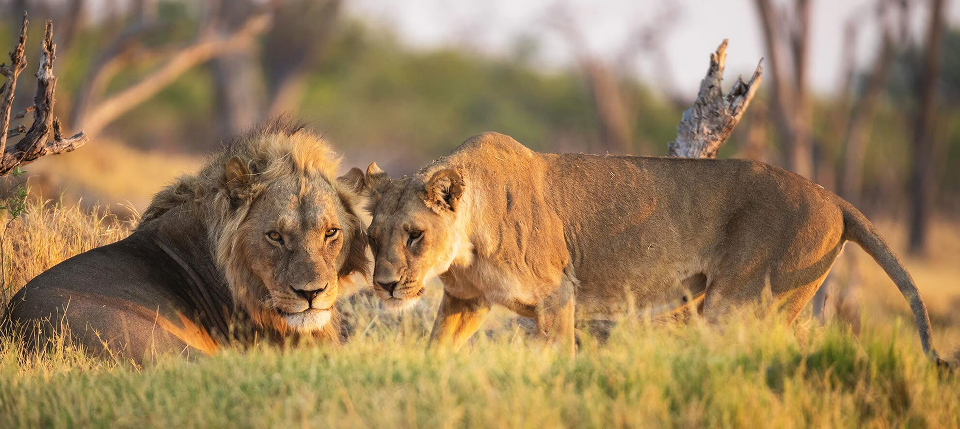 Viaggio su misura in Africa con safari nella savana e fauna selvatica