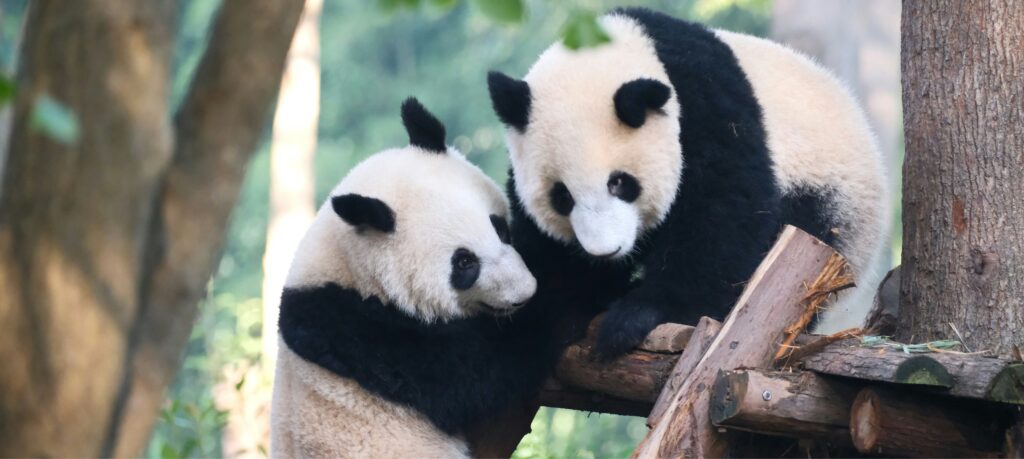 Esemplari di panda gigante all'interno del Centro di Ricerca di Chengdu.